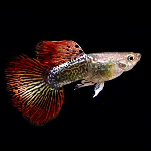 Poecilia ret.   Guppy dragon tail 3,5 cm